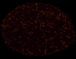 Mokalbarie